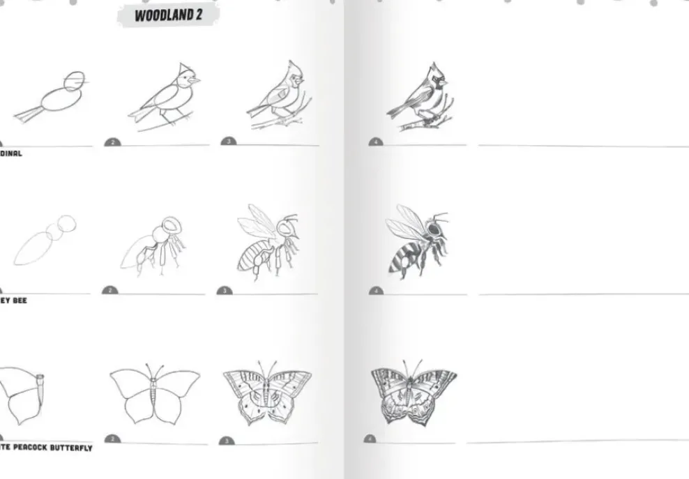 eeBoo Learn to Draw Bugs, Birds & Butterflies Discount