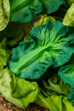 Hotaling Imports Oli & Carol Kendall the Kale Teether Online